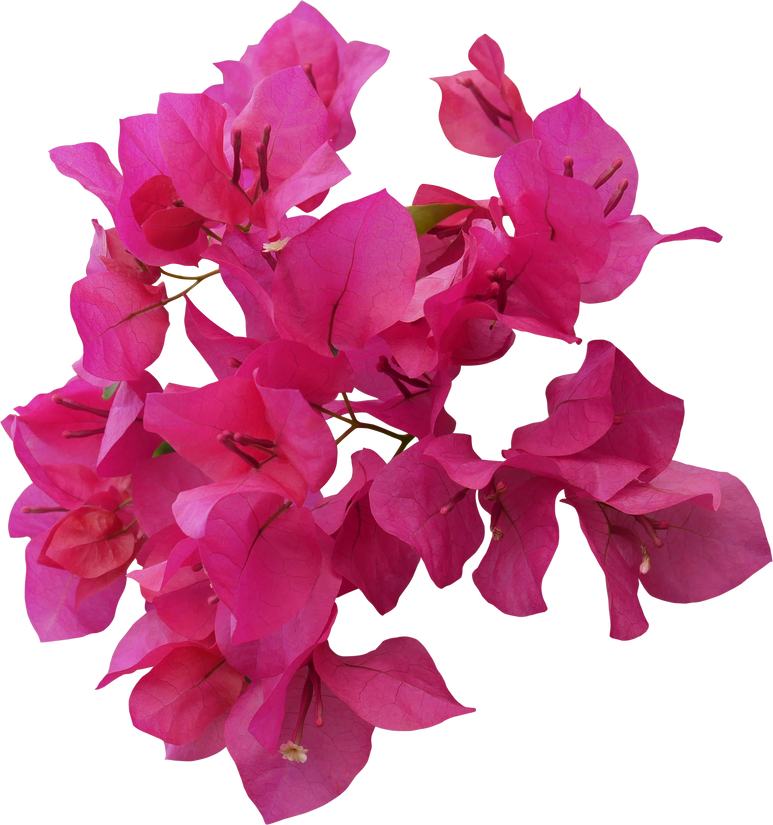 Pink Bougainvillea flower isolated cutout PNG